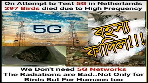 birds drop dead in the netherlands after 5g test|False claim: Pictures link bird deaths to new 5G mast in the .